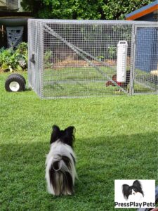 My Dogs and Chickens – How Is It Working Out?