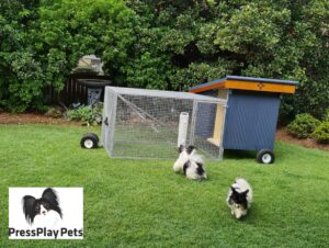 My Dogs and Chickens – How Is It Working Out?