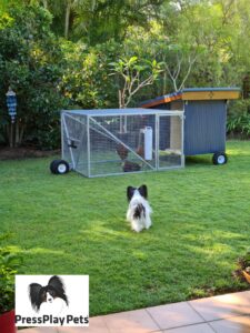 My Dogs and Chickens – How Is It Working Out?