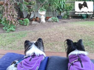 My Dogs and Chickens – How Is It Working Out?