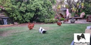 My Dogs and Chickens – How Is It Working Out?