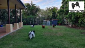 My Dogs and Chickens – How Is It Working Out?