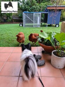 My Dogs and Chickens – How Is It Working Out?