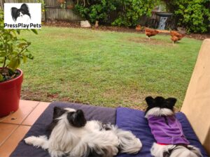 My Dogs and Chickens – How Is It Working Out?