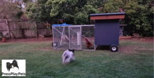 My Dogs and Chickens – How Is It Working Out?