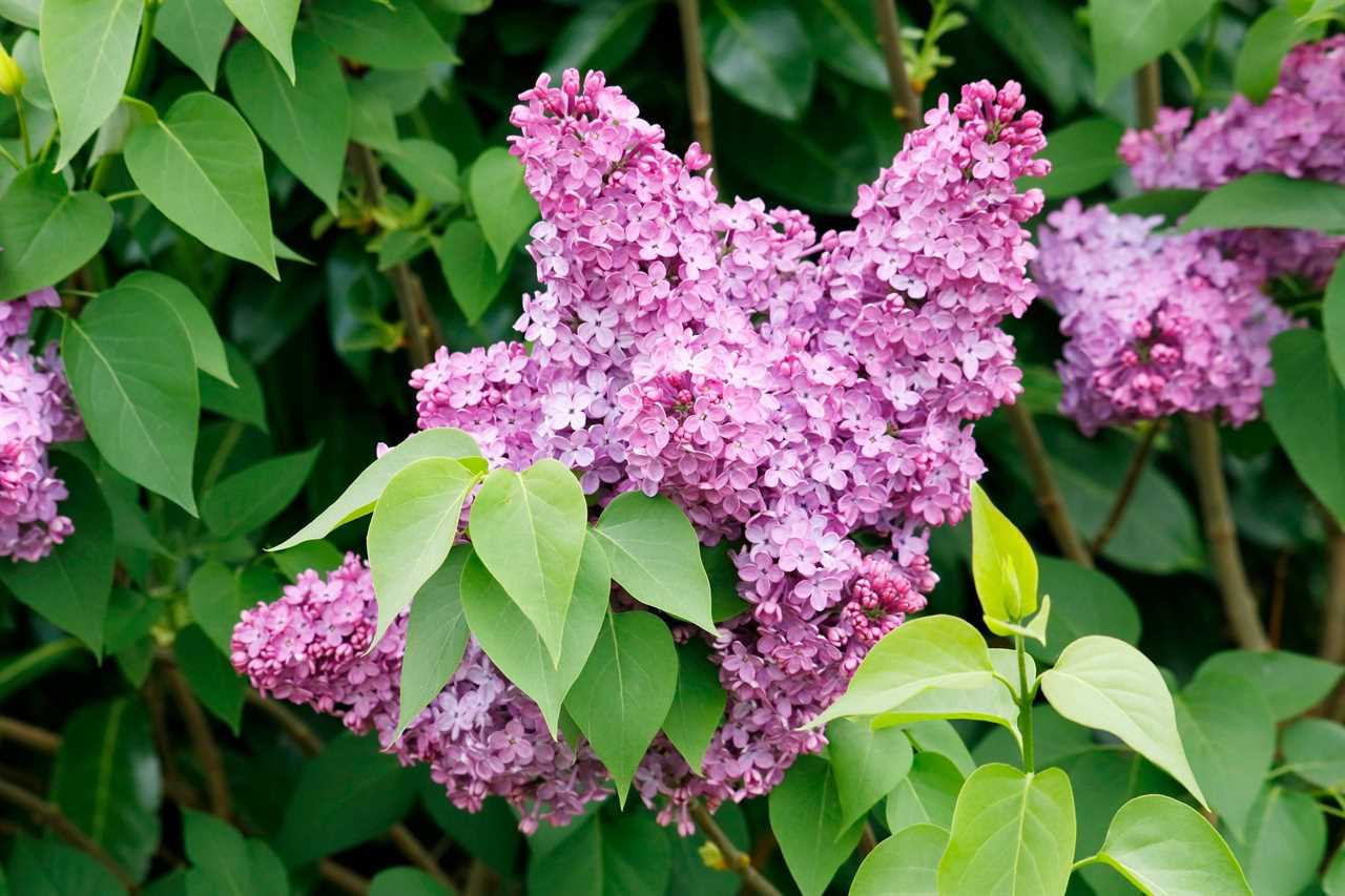 Close up on lilac in a garden