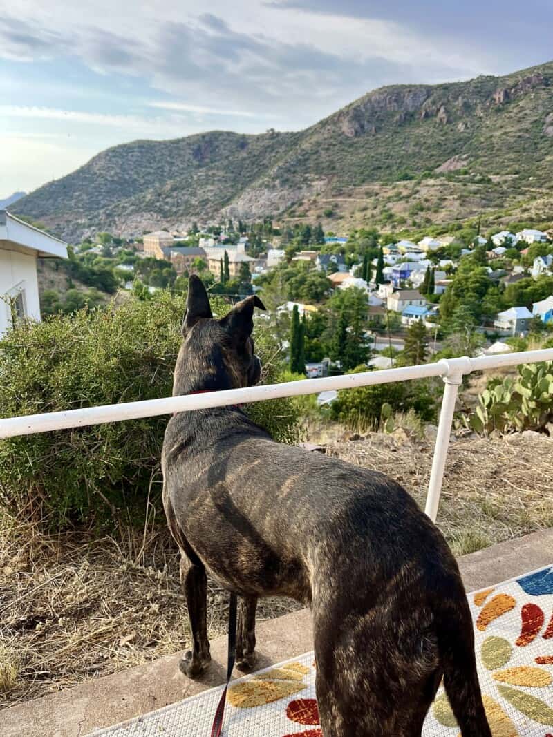 Brindle dog enjoying the view in pet friendly Bisbee, AZ