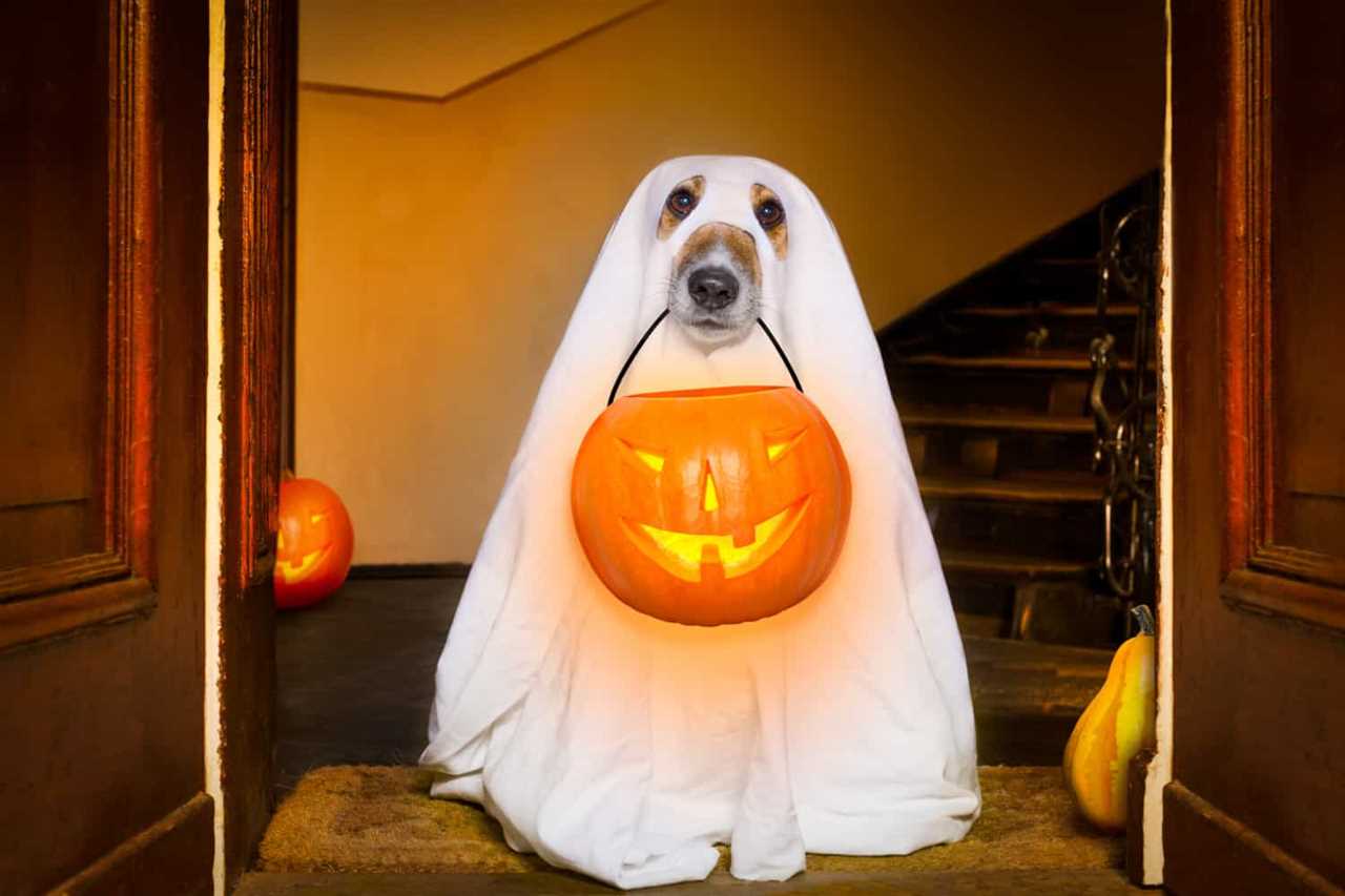 Dog in a ghost costume sitting in the doorway with a pumpkin lantern