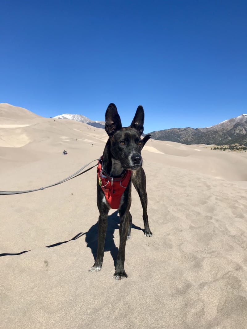 Dog in a red harness on the dunes in Great Sand Dunes National Park in Colorado