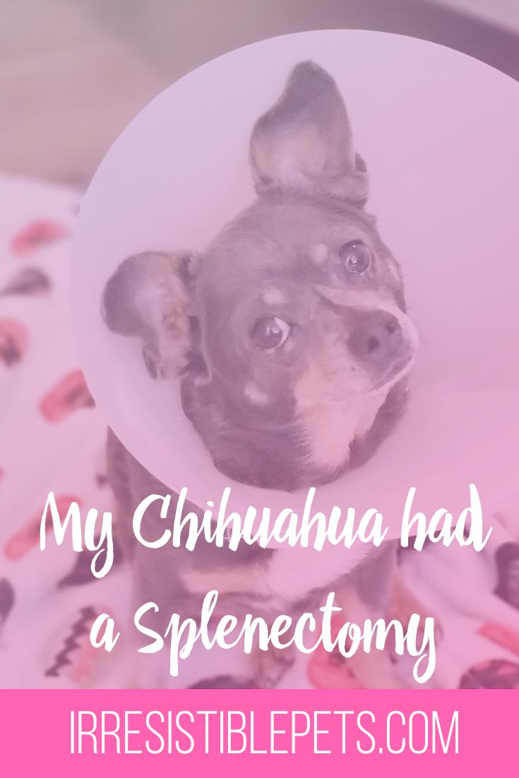 My Chihuahua had a Splenectomy