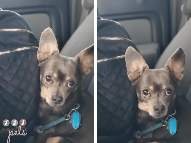 Chuy Chihuahua waiting in the car for the vet