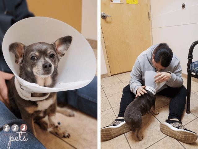 Chuy Chihuahua in a cone at the emergency room 