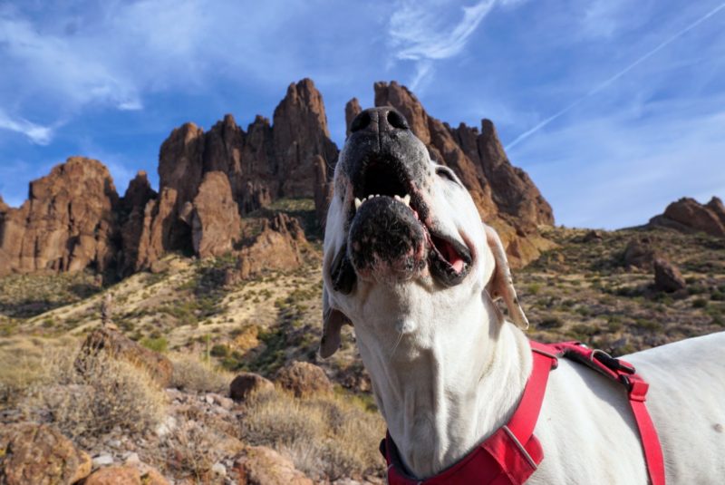 Dog Friendly Hiking Near Phoenix