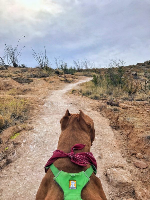 Dog Friendly Hiking Near Phoenix