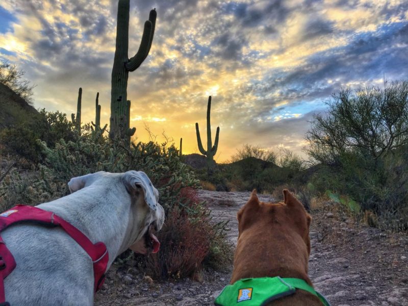 Dog Friendly Hiking Near Phoenix