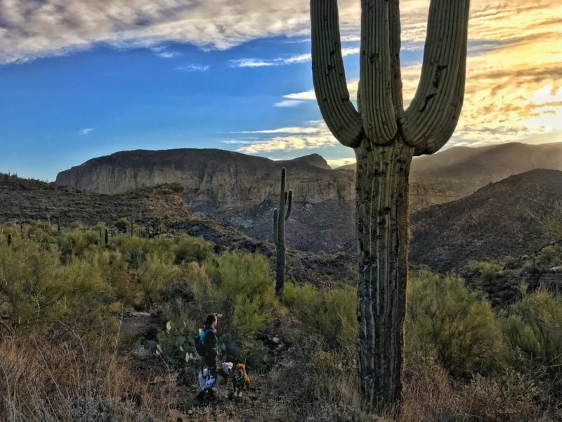 Dog Friendly Hiking Near Phoenix