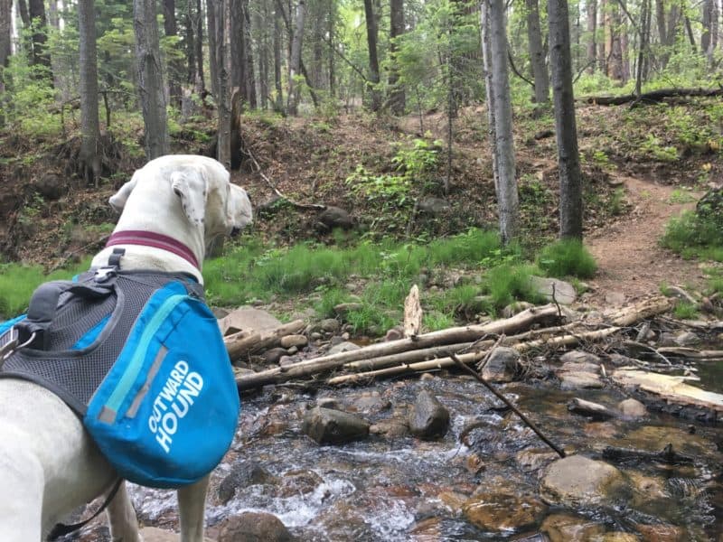 Dog Friendly Hiking Near Phoenix