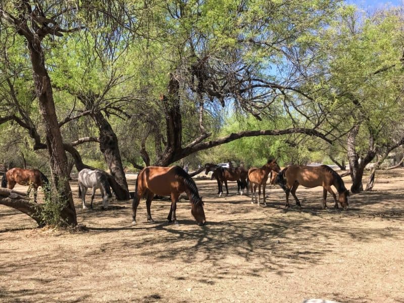 Dog Friendly Hiking Near Phoenix