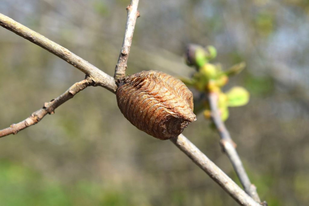 Can Praying Mantis Lay Eggs Without Mating?