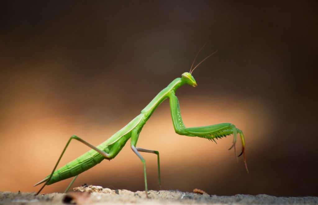 Can Praying Mantis Eat Wax Worms?