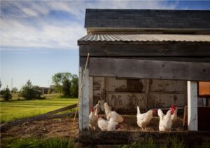 Keep the peace between dogs and chickens!