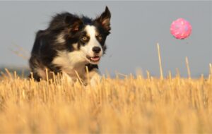 Keep the peace between dogs and chickens!