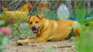 Keep the peace between dogs and chickens!