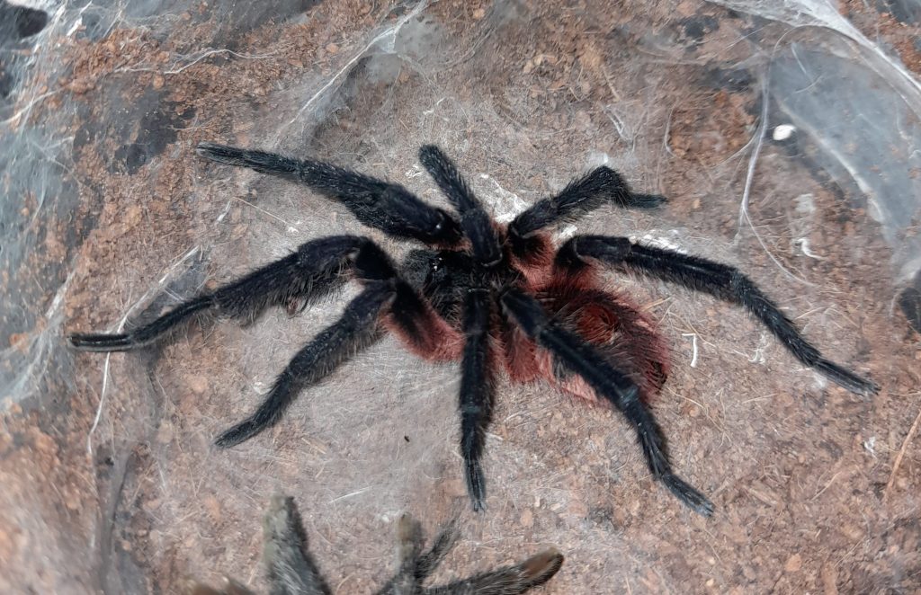 Lava Tarantula mature male