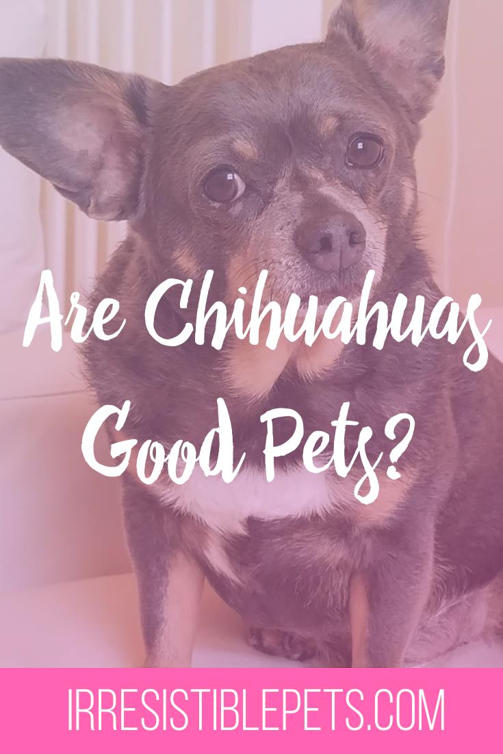 Are Chihuahuas Good Pets_