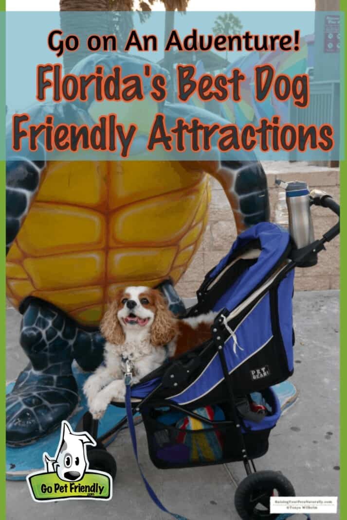Florida's Dog Friendly Beaches - Boat Tours, Train Rides, and More!
