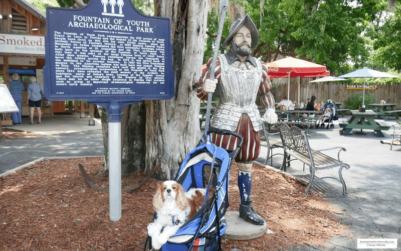 Cocker Spaniel dog, Dexter, posing with a statue at the pet friendly Fountain of Youth Archaeological Park in St. Augustine, Florida