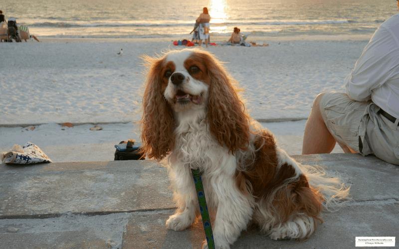 Dexter the Cocker Spaniel dog at pet friendly Paradise Grill at Pass-A-Grille, Florida