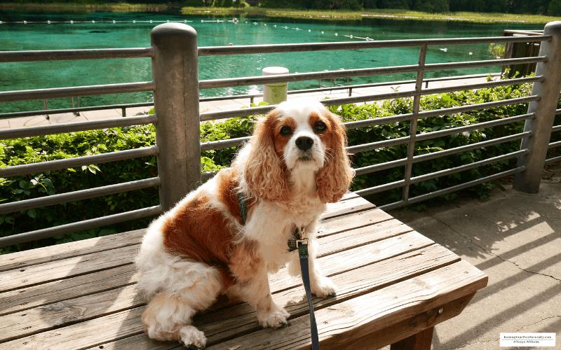 Dexter the Cocker Spaniel dog at pet friendly Rainbow Springs State Park in Dunnellon, Florida