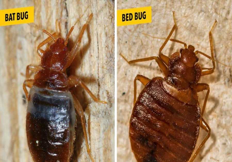 Bat Bugs and Bed Bugs: What's the Difference? What is the difference between bed bugs and bats?