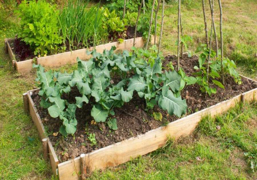 10 Tips to Start a Vegetable Garden