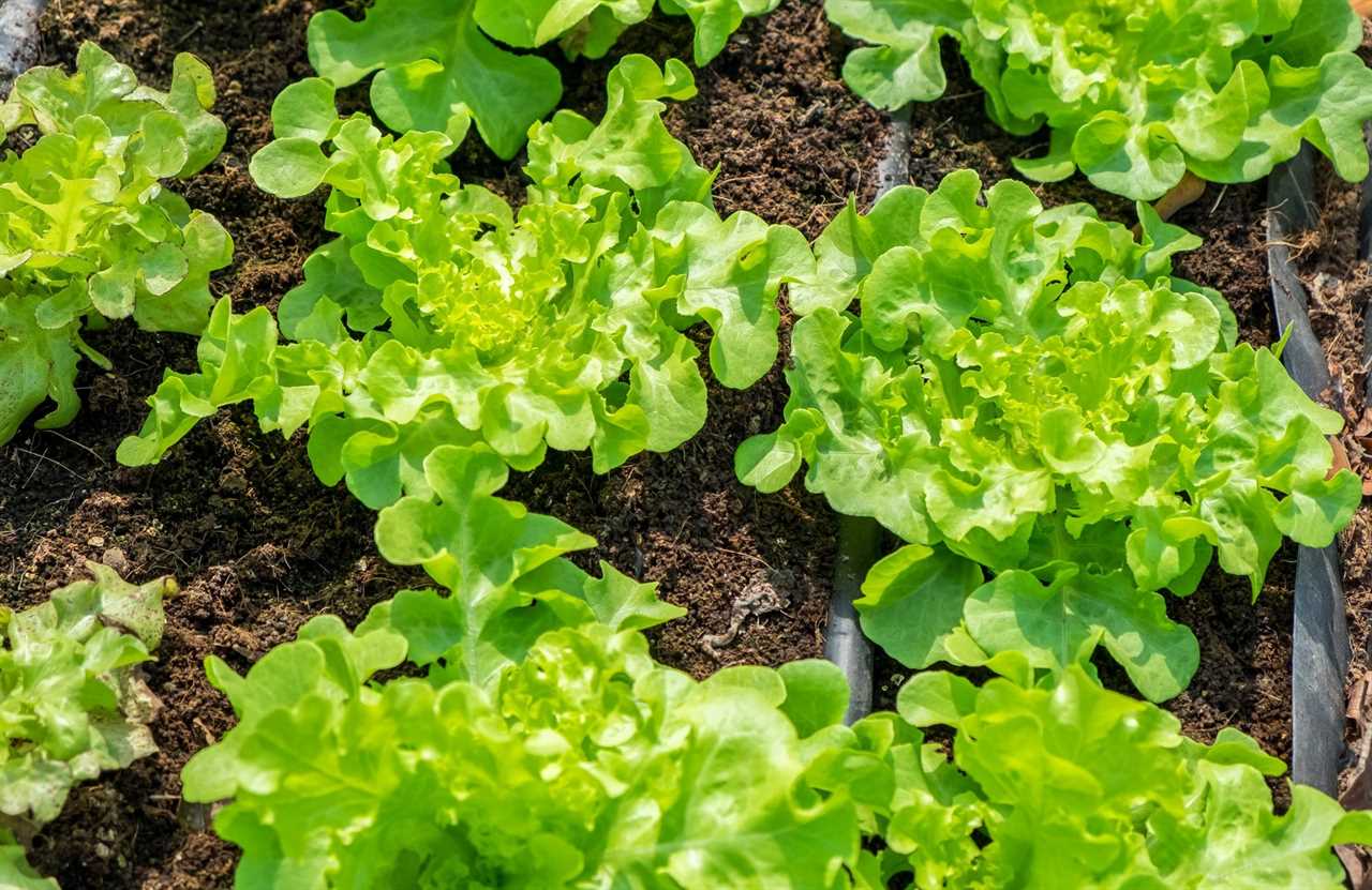 Organic food salad vegetable