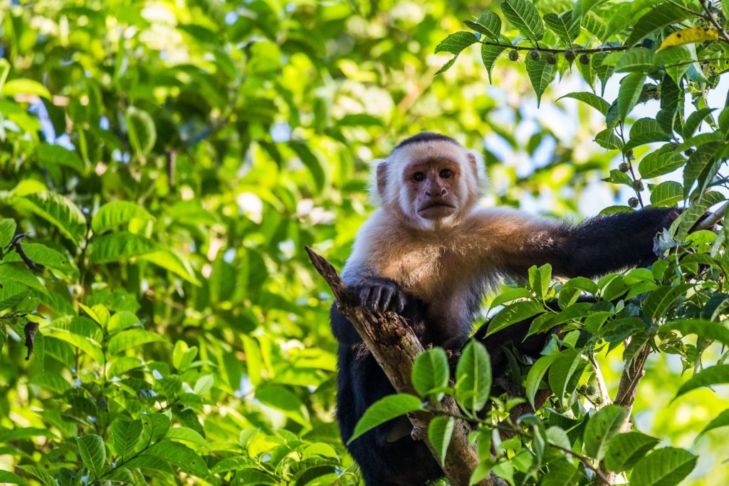 Reconnecting with Your Soul: Top 5 Experiences in Costa Rica to Rejuvenate