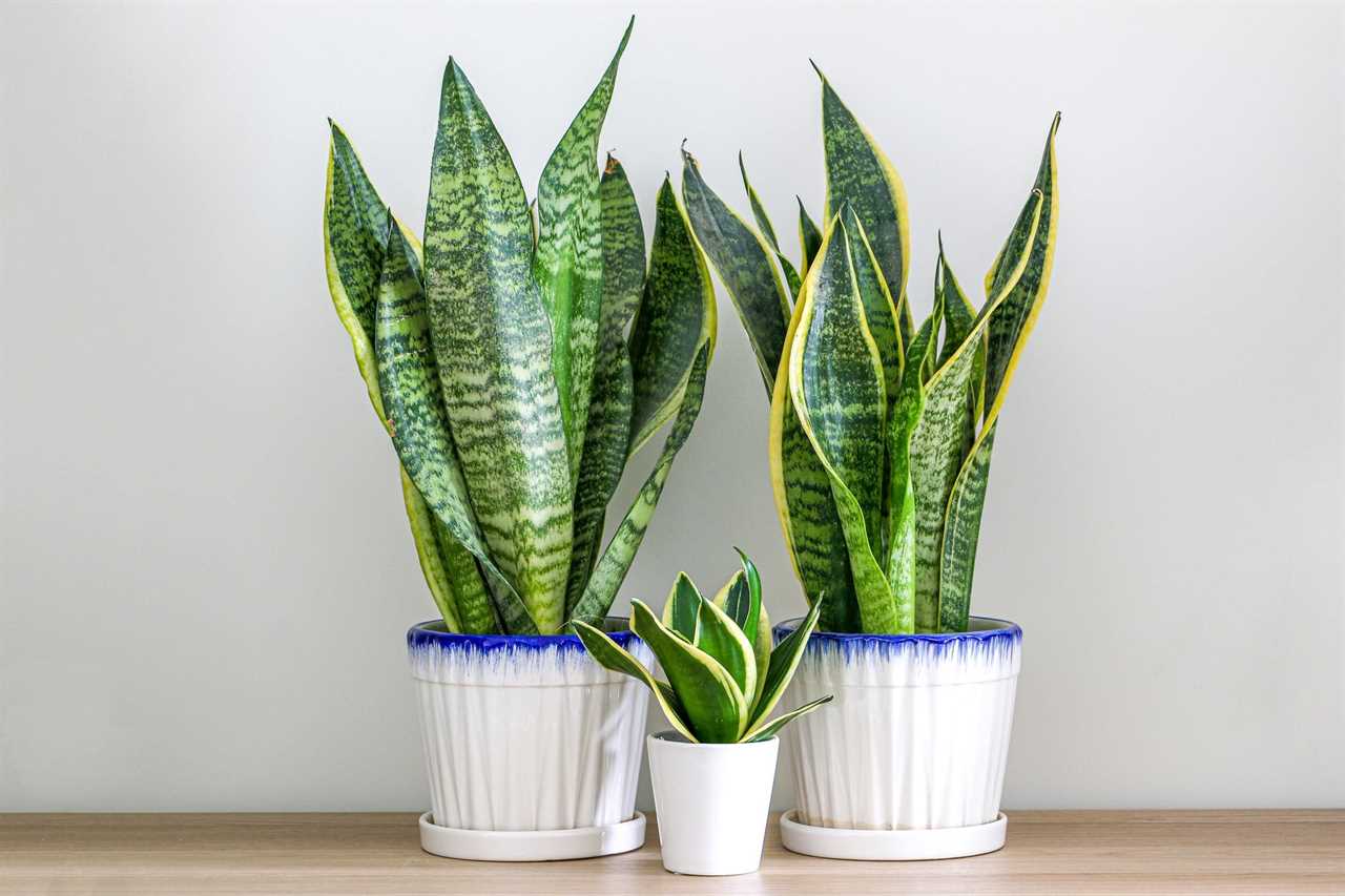 Snake Plants