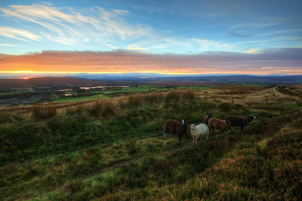 Discover the Magic of Riding Holidays in Ireland