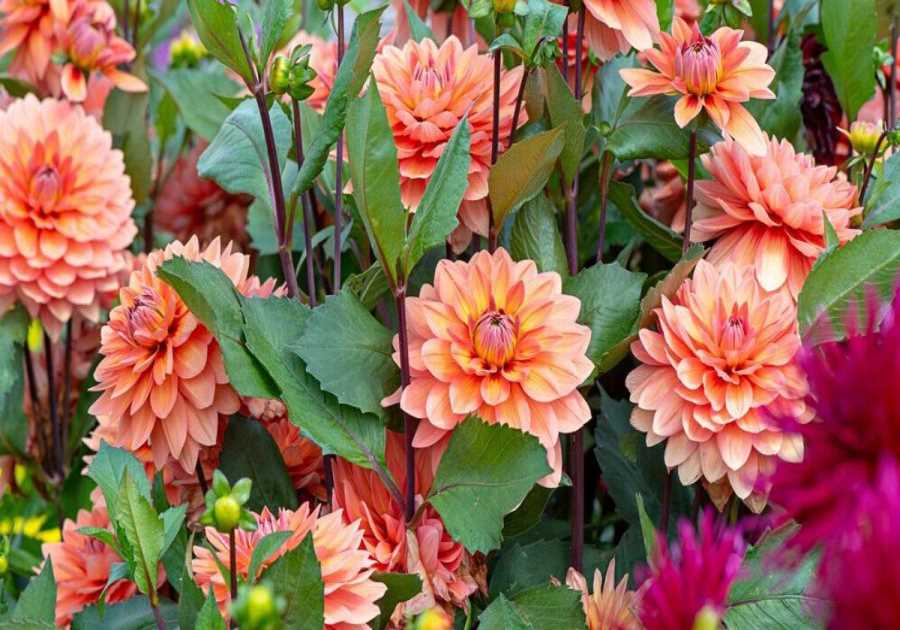 8 Bulbs to Plant in Spring